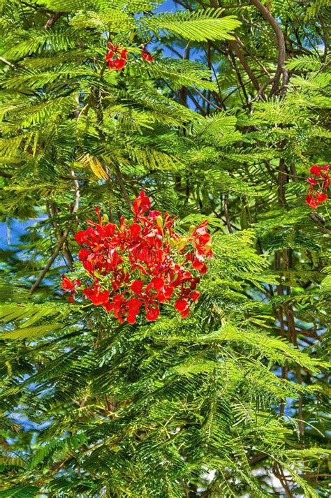 flamboyanté photos|Royal Poinciana (Flamboyant Tree): Flowers, Leaves .